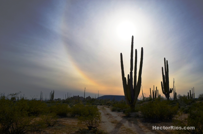 Cactus Cardón en el Desierto de Baja California, México
